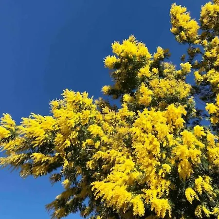 Les Alizes * Le Rayol-Canadel-sur-Mer