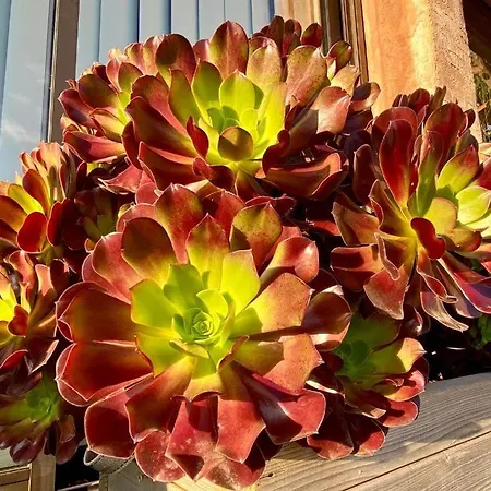 아파트 Les Alizes